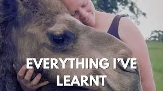 Caring for Camels Everything I Know so far