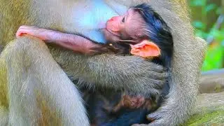 The Best Active Of Smart Baby Monkey Mom Leave Push Away...! Animals 4K