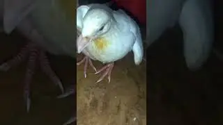 meu pombo quebrou as pernas e agora ?? vejam até o final . vai te ajudar .