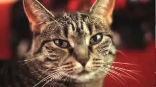 Hard Rock Cat