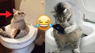 Funny ANIMALS videos 😂 | Funniest Cats and Dogs 2025 🐶😹