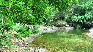 Sounds of Nature, Birdsong and Forest Stream Sounds, White Noise for Meditation and Stress Relief