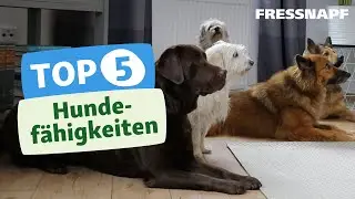 Besondere Fähigkeiten: Fünf Dinge, die Hunde besser können als Menschen