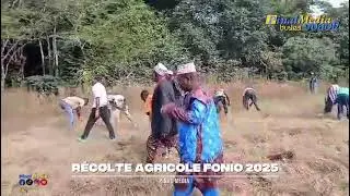 R&eacute;colte agricole Fonio au Fouta 