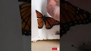 PINNING LEPIDOPTERA! BUTTERFLIES/MOTHS #monarchbutterfly #bug #insect #entomologist