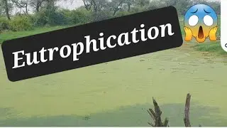 Eutrophication process, why it is caused? How it can be prevented? #class10th #class7th #viral