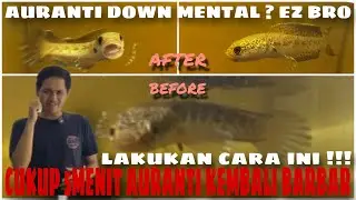Mengatasi Channa Auranti Mental Down, Geleng-geleng dan Kuncup ‼️ 5 Menit Auto Flaring Lagi ‼️
