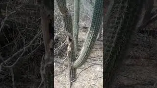João do bar em ação mais uma vez mostrando sobre a natureza 