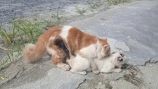 kucing anggora kawin dgn kucing kampung .angora cat mating village cat