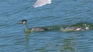 A chick  grebe is afraid of low-flying seagulls