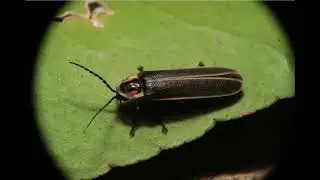 Firefly NATUREBREAK God's Object Lessons in Nature 