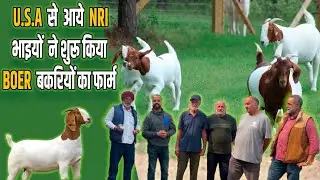 USA se aake bhaiyon ne shuru ki goat farming || Boer goat farming in Punjab