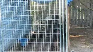 Nation of Bullyz.com - Interview with Gary Moore, owner of Greyline Pitbull Part 2