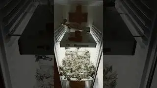 BT #53 - ICE CREAM CAKE 🥦 Fridge Grow 2.0 #indoorgrowing #cannabisgrow #fridgegrow #dryfermabigail