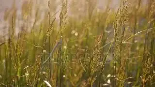 stock footage tall grass swaying in the sunset in the summer