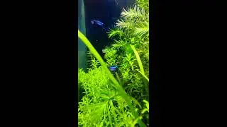 Beautiful aquarium . #shorts #aquarium #fishtank #hobby