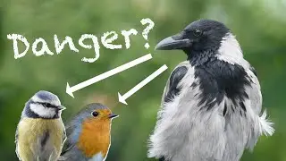 Do Crows Endanger Songbirds?