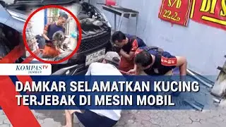 Detik-Detik Damkar Selamatkan Kucing Terjebak di Mesin Mobil di Surabaya