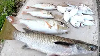 Fishing in peace park | mullet fish | emperor | baby trevalley or locally called EE