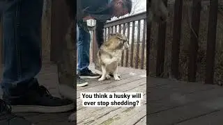 How much do you think a husky sheds? 😂