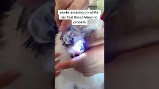 Innovative LED Dog Nail Clipper: See Blood Veins for Safe Trimming#dogcare #petgrooming