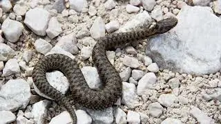32enne di Gattico Veruno morso da una vipera, è in prognosi riservata