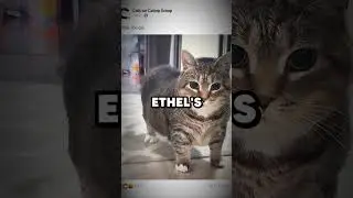 The Origin of the OIIAOIIA Cat Meme #meme #cat