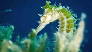 Kuda Laut (Fakta dari Kuda Laut Hewan Terunik)