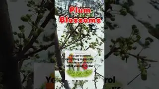 Plum Blossoms, Organic Beauty from the Hills