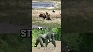 Grizzly Bear VS Silverback Gorilla #shorts #wildlife #animals