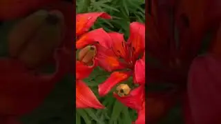 TIGER LILY / BEAUTIFUL LILIES / FLOWERS/ ЛИЛИИ ТИГРОВЫЕ /ЛИЛИИ В САДУ