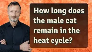 How long does the male cat remain in the heat cycle?