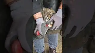 trimming hoof #farrier #farrierlife #farrier #horse #hoof #hooftrimmer #farrierlife #shortvideo