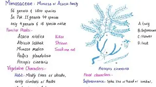 Family mimosaceae | Mimosa or Acacia Family | economic importance | class 11
