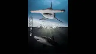 Hammerhead Shark vs Bull Shark