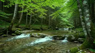 Calming Forest Ambience - River Flowing Birds Chirping in Hidden Forest Ambience for Rest, Medicine