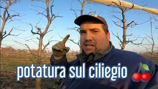 Come si pota un ciliegio ✂️✂️🍒