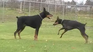 Wylie and Ripley..