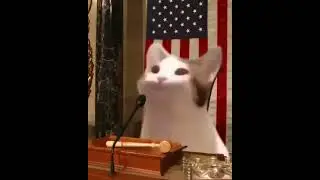 cat gives out his speech meme