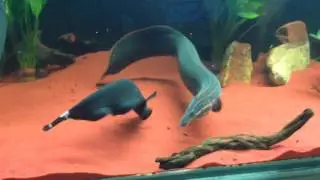 Feeding Fire Eels and Knifefish