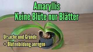 Amaryllis nur Blätter und keine Blüte - Ursache und Gründe - So Blütenbildung anregen