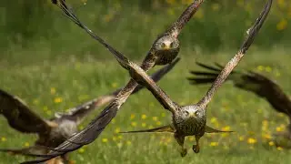 Slideshow of my Red kite photos from a 2024 trip to Wales.