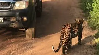 Yala National Park Lukas Leopard 🐆