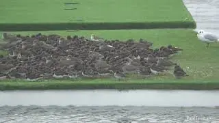 A Bunch of small birds Huddle in storm Franklin