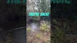 Beaver Damage Control Beaver Repairs Immediately