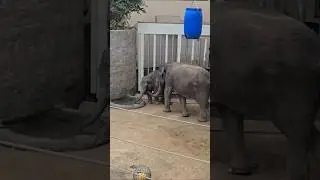 Elefantenkuh Rani & Savani #tierparkhellabrunn #elefant #elefantenalltag