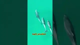 do you know that dolphin has human-like emotion   #shorts #short #humanemotion #facts