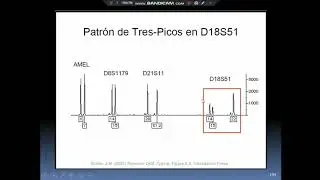 tipificaci&oacute;n gen&eacute;tica forense 