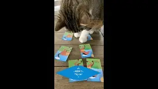 Learning to Read WITH A CAT! - Word Reading Horse Card Game