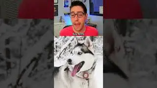 Game of Thrones caused a huge husky problem